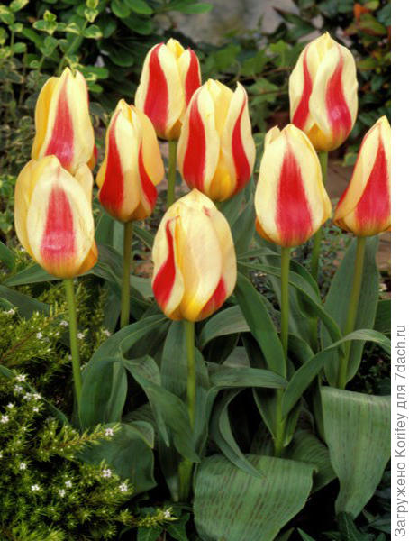 Тюльпан Грейга Зампа, фото нашел в Интернете, на одном из торгующих сайтов, не буду создавать им рекламу.