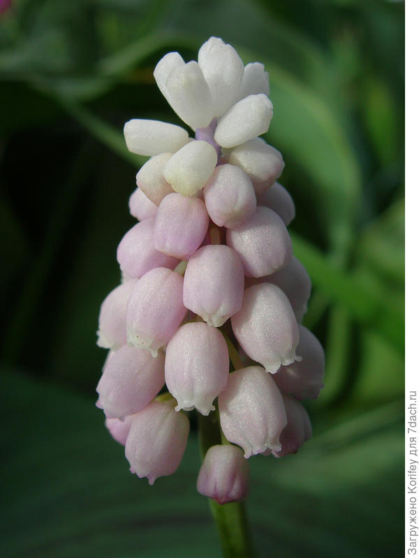 Ранние розовые мускари, цветут на 2 недели раньше всех остальных. Для тех кто хочет слышать ))))