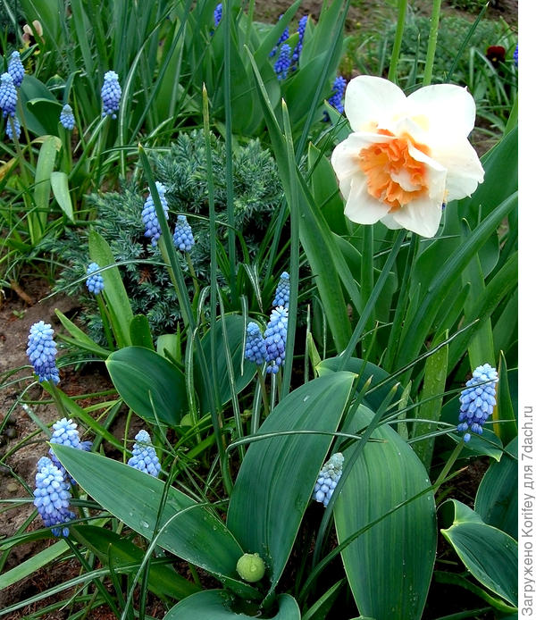 Мускари Азуреум тоже с махровыми нарциссами