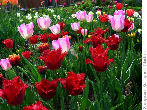 И Валерий Гергиев (Valery Gergiev) тоже мне нравится больше