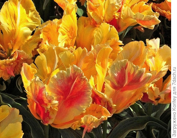 Вот так Zampa Parrot выглядит в конце своего цветения