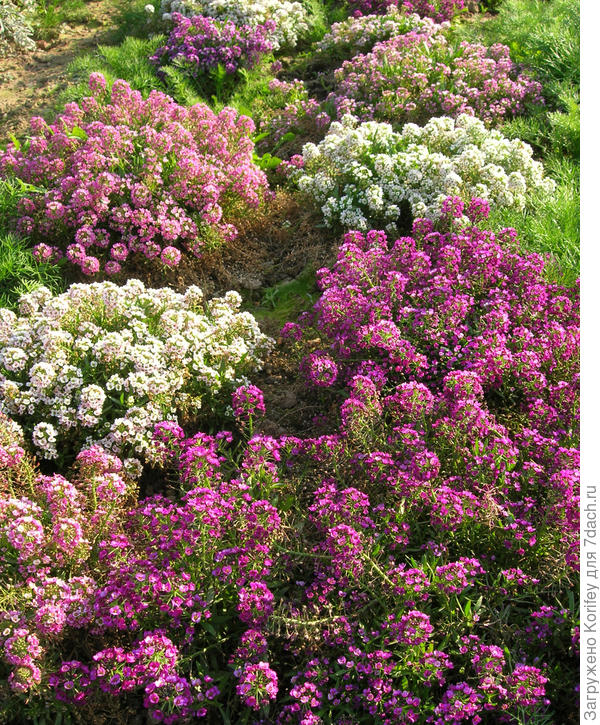 Алиссум в сентябре после первых заморозков ...