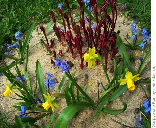 Кстати, очень советую вокруг пионов сажать много разных мелколуковичных. Они пионам не мешают, а наоборот их оберегают от случайного скашивания и нечаянного обламывания побегов. Яркие пятна миниатюрных нарциссов, сцилл, крокусов и хионодокс видно издалека