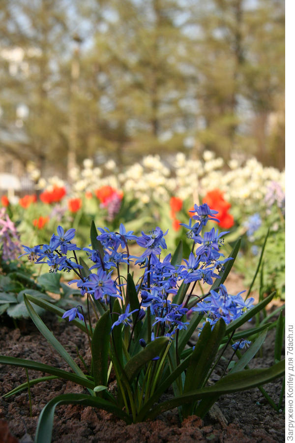 Вон там тоже на заднем плане видно красные тюльпаны