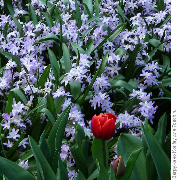 Вот нашел пару фото тюльпанов с хионодоксами. Понятно, что туда они попали случайно. Но это не ранние тюльпаны, это явно какой-то Дарвинов гибрид, который цветет в середине сезона