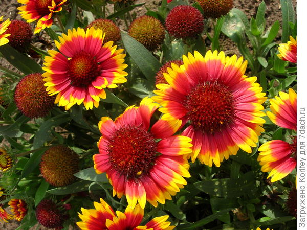 Сорт Аризона Сан