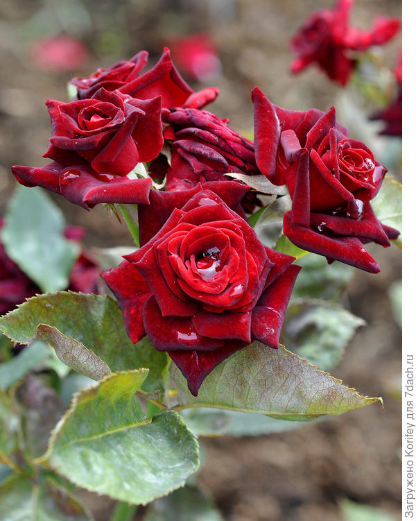 Чайно-гибридный сорт Black Baccara, Meilland, 2002 год