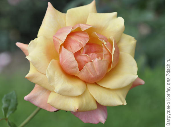 Сорт Belle Epoque, чайно-гибридная, Fryer's Roses, 1994