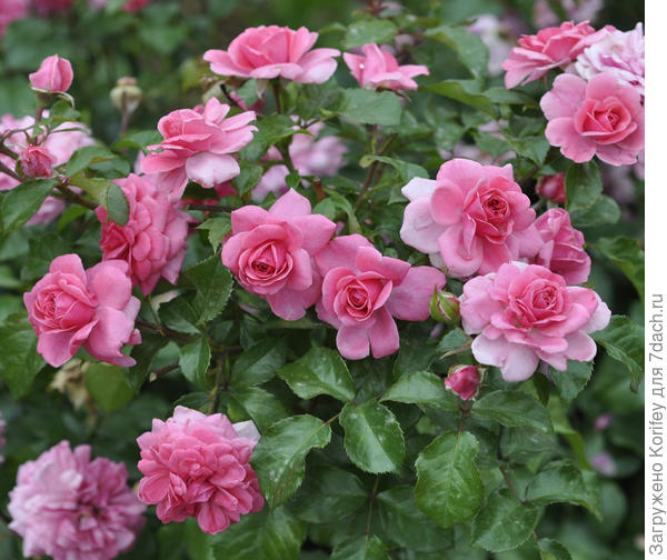 Сорт Berleburg, Замковая серия, Floribunda, Poulsen 1996 год. Зацветает ярко-розовой, но потом цветки выгорают или светлеют. Тут уж на Ваш вкус