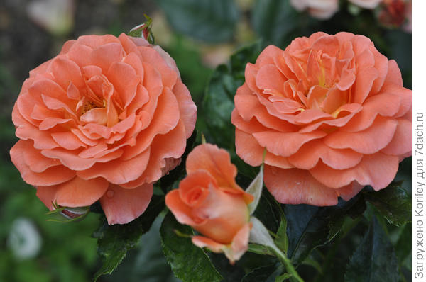 Сорт Betty Harkness, Floribunda, Harkness 1998 год