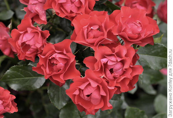 Флорибунда Black Forest Rose, Kordes 2010