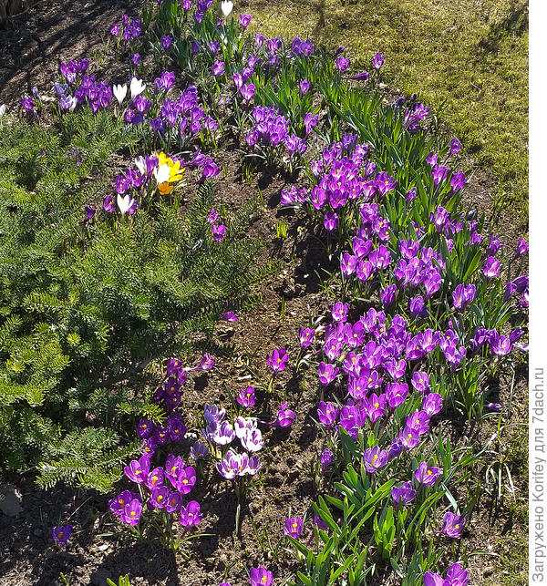 Вариант окантовки из крупноцветковых крокусов