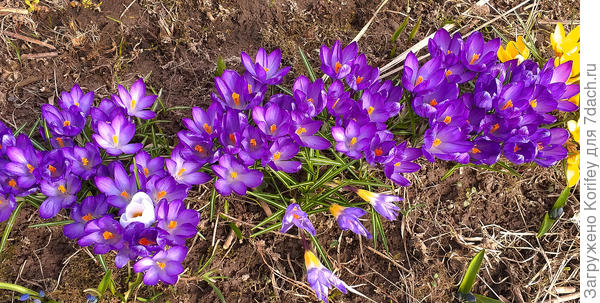 Тоже своеобразный &quot;бордюр&quot; из крокусов