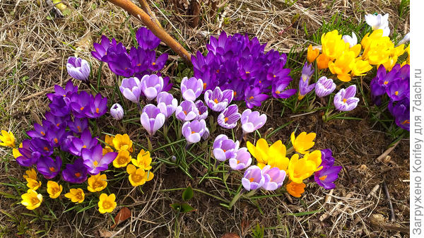 Вариант апрельского &quot;бордюра&quot; из крокусов