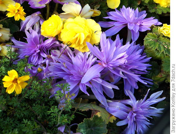 Махровые безвременники на фоне желтых бегоний и лапчатки