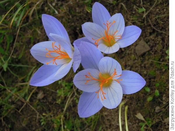 Голубой осенний крокус, Шафран