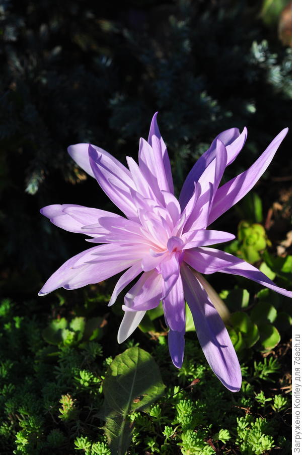 Махровый безвременник