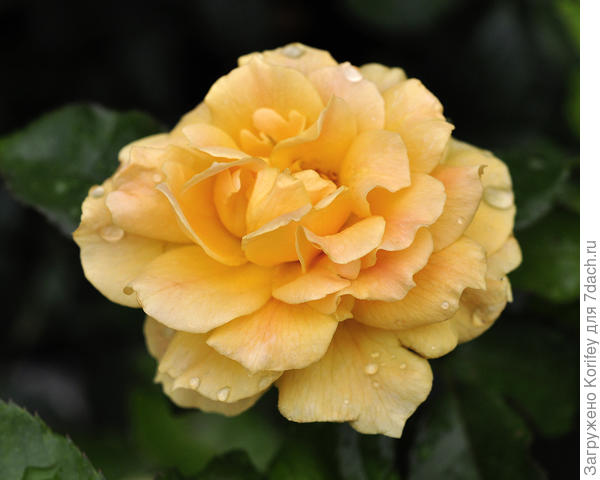 Сорт Easy Going, Floribunda, оригинатор Harkness 1999