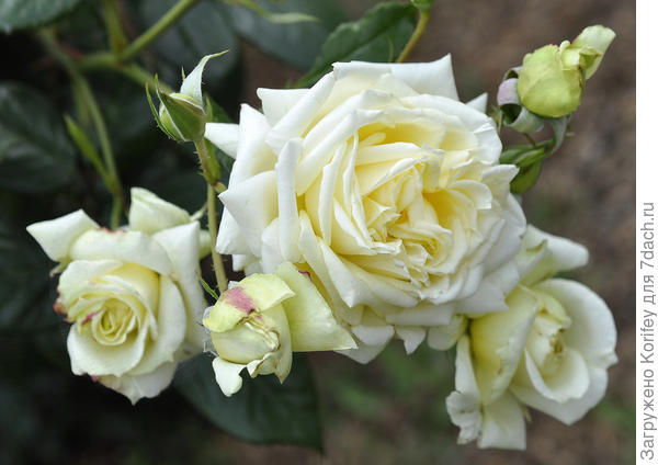 Плетистая роза Elfe, Rosen Tantau 2000, в начале цветения