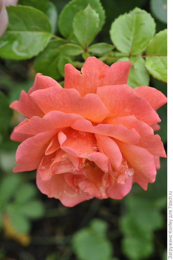 Сорт Easy Does It, Floribunda, оригинатор Harkness 2010