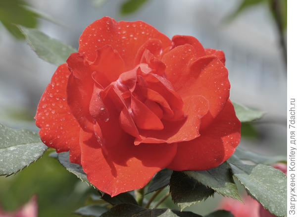 Сорт Diablotin, Floribunda, оригинатор Delbard 1961