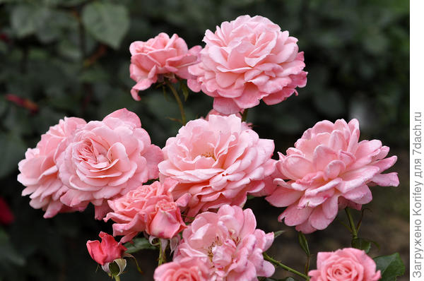 Сорт Equity, Floribunda, оригинатор Harkness 2009