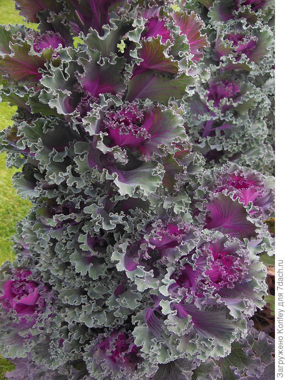 Вот смотрите. какие у них бывают мощные стволы, из низших побегов тоже можно делать небольшие букетики. Смотрятся очень оригинально, особенно если уже все давно побито первыми морозами ...