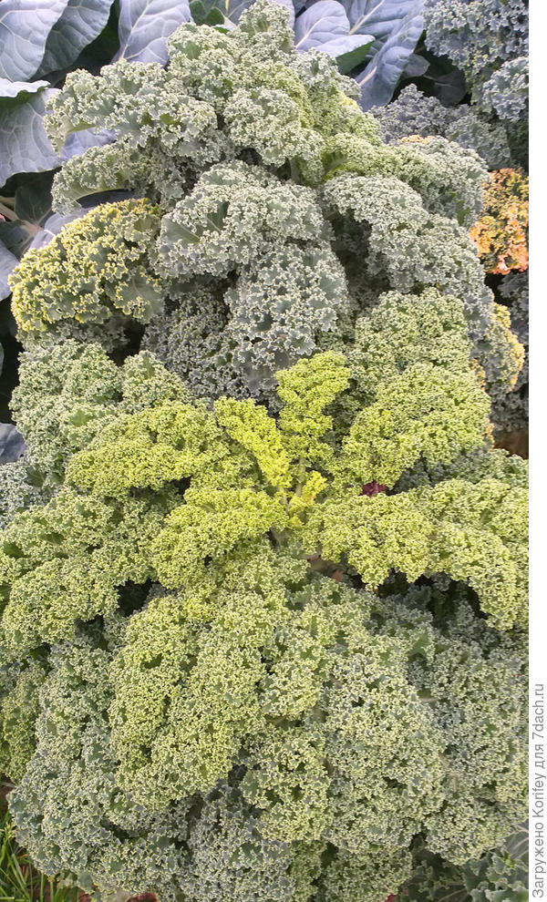 Капуста листовая Кай и Герда, попозже в начале октября