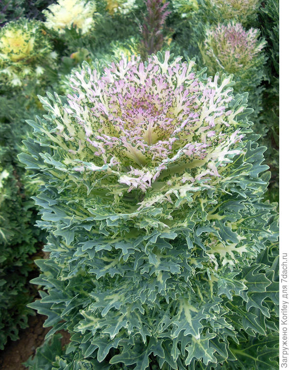 Капуста декоративная Барыня Кружевница White F1