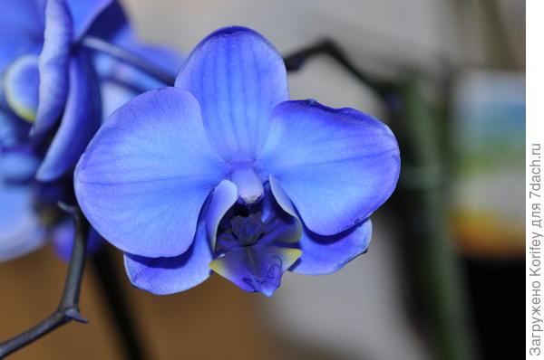 Phalaenopsis Blue