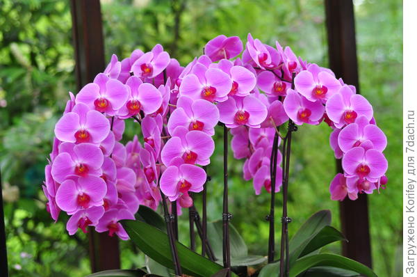 Phalaenopsis Kunming