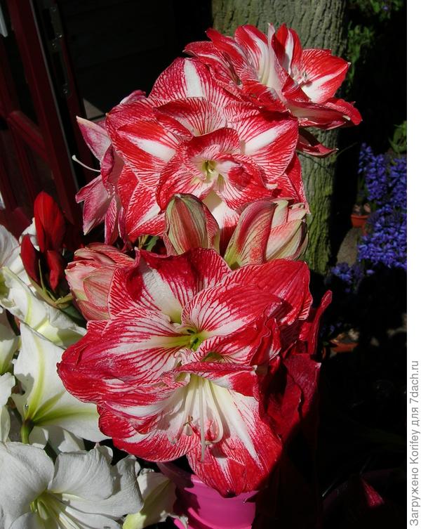 Махровый сорт Promise