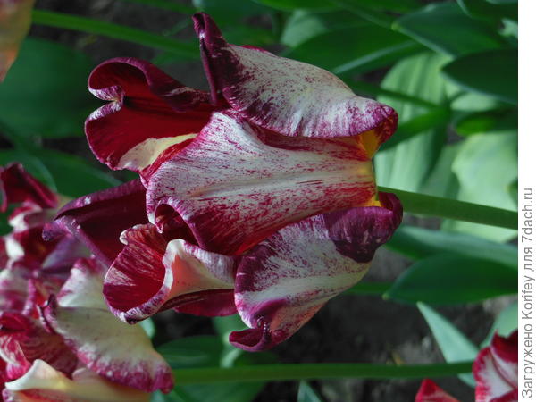 Один из цветоков сорта Флэминг Краун