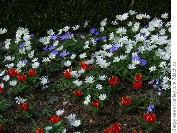 тюльпана Шренка (Túlipa schrénkii) - красный