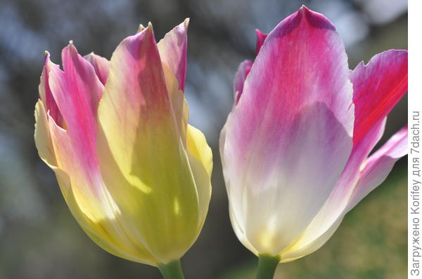 Вот разные стадии одного и того же сорта Whispering Dream