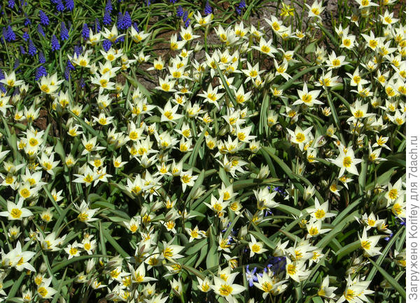 Tulipa turkestanica - Тюльпан туркестанский