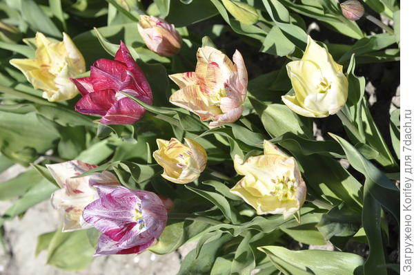 Это все один сорт в разной стадии роспуска