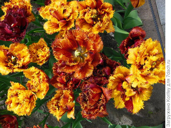 Сорт Бастиа