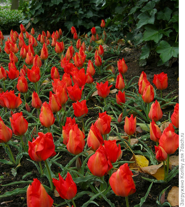 Нужно ли выкапывать тюльпаны каждый год. Тюльпан Введенского. Тюльпан Урумийский. Тюльпан лессе. Тюльпан urumiensis.