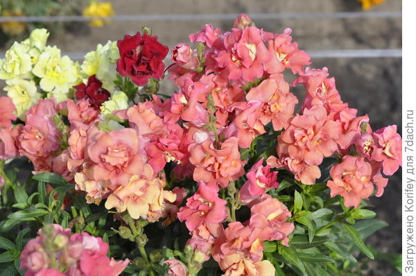 Antirrhinum majus Madam Baterflay Mix F1