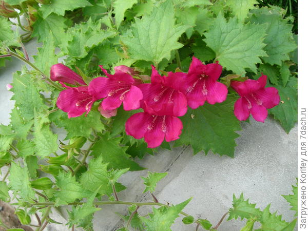 Лофоспермум, лиана