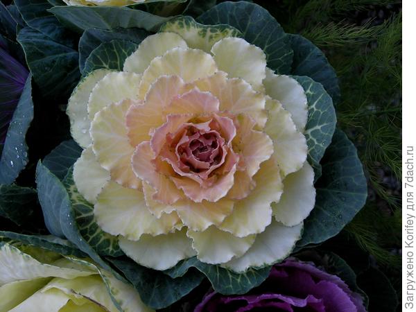 Капуста декоративная, цветет самой последней, не боится никаких заморозков