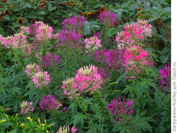 Разноцветная клеома, смесь