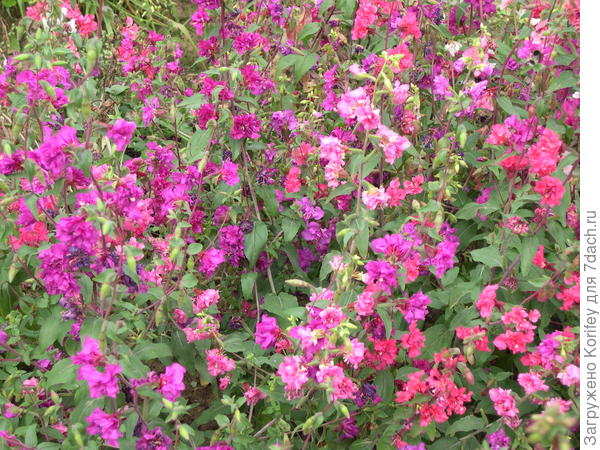 Кларкия - Фантазия, смесь