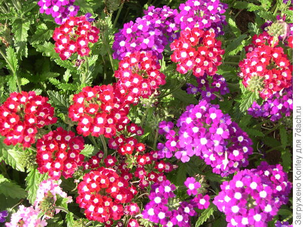 Вербены самых разных окрасок