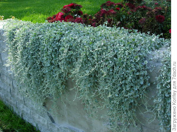 Дихондора Серебристый водопад