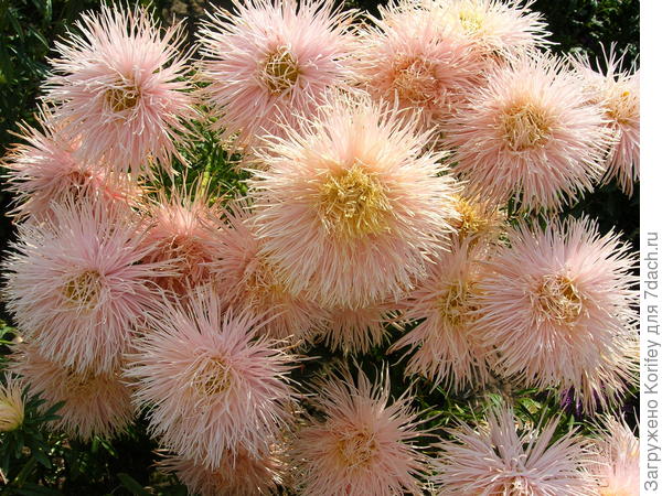 Нуи сами понимаете, куда же нам без астр, тем более на 1 Сентября ))))