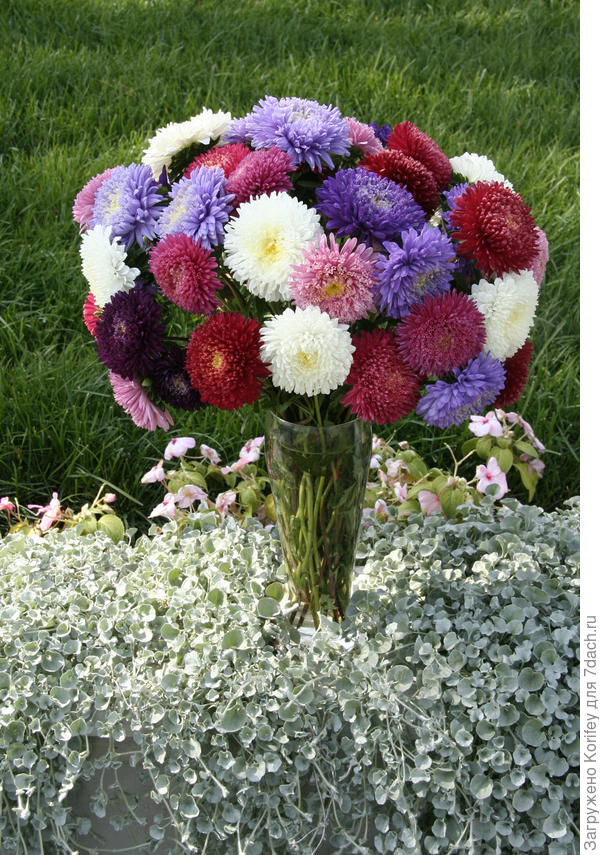 Букет астр Принцесса