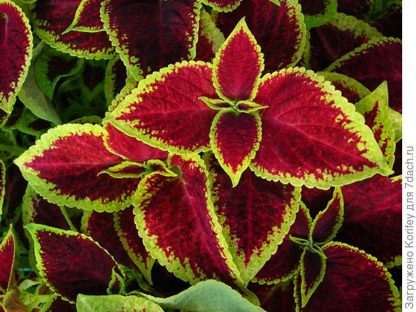 Еще колеусы