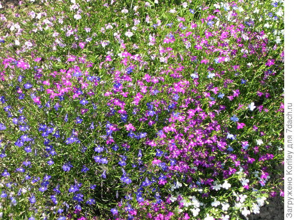 Лобелии, смесь